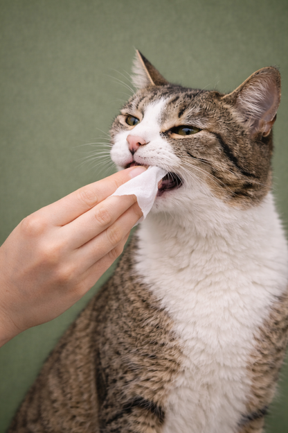 Pet Care Wipes